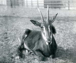 Een jonge Sabelantilope zittend in de Londense Dierentuin, ca.1912 door Frederick William Bond